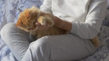 Kadın yatakta oturup sevimli kızıl kedi makaslarının pençelerini kesiyor. Yumuşak evcil hayvan direniyor. Sıcak evde sabah yatma vakti..