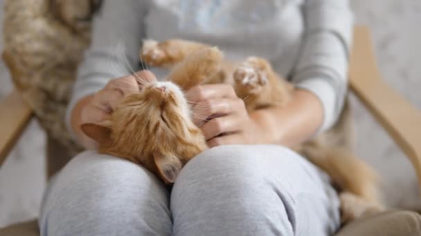 Mujer está acariciando lindo jengibre gato en sus rodillas. Mascotas esponjosas ronroneando de placer. Acogedora casa . — Vídeos de Stock