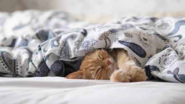 Aranyos vörös macska alszik az ágyban. Bolyhos kisállat kényelmesen rendezve takaró alatt. — Stock videók