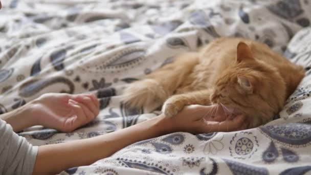 El gato jengibre perezoso duerme en la cama. Mujer golpes lindo peludo mascotas cuello. Animal doméstico tiene una siesta en la cama . — Vídeo de stock