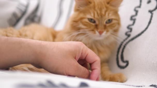 Uomo gioca con carino gatto zenzero sul divano bianco. Soffici animali domestici fissano attentamente sulle sue dita in movimento. Accogliente casa . — Video Stock