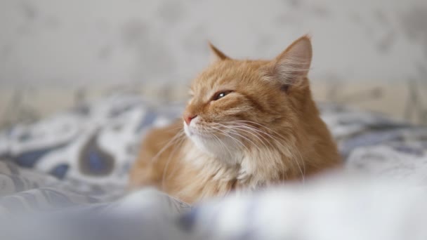 Lusta vörös macska alszik az ágyban. Aranyos bolyhos kisállat bámul álmosan. A háziállat szunyókál az ágyon.. — Stock videók