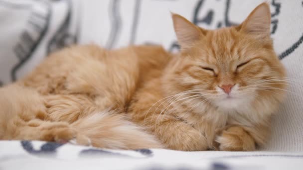 Söt ingefära katt har en tupplur på vit soffa. Fluffig sällskapsdjur spinner av glädje. Mysigt hem. — Stockvideo