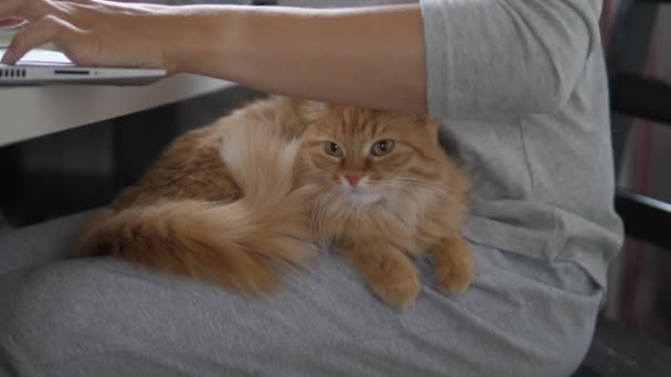 Femme travaille à distance sur ordinateur portable et caresse mignon chat roux ses genoux. Auto-isolement à la maison à cause du coronavirus COVID-19 quarantaine. Emploi en ligne . — Video