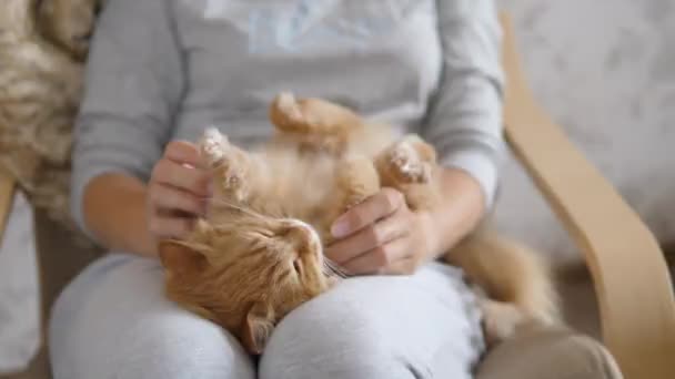 Kvinna smeker söt ingefära katt på knä. Fluffig sällskapsdjur spinner av glädje. Mysigt hem. — Stockvideo