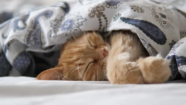 かわいい生姜猫はベッドで眠ります。快適な毛布の下に定住したふわふわペット. — ストック動画