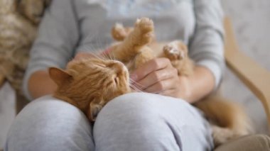 Kadın dizlerinin üzerinde sevimli kızıl kediyi okşuyor. Tüylü hayvan zevkle mırıldanıyor. Konforlu ev.