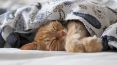 Tatlı kızıl kedi yatakta uyuyor. Yumuşak evcil hayvan rahatça battaniyenin altına yerleştirildi..