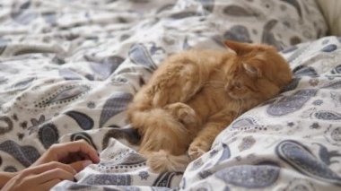 Tembel kızıl kedi yatakta uyuyor. Kadın sevimli tüylü evcil hayvan boynunu okşuyor. Evcil hayvan yatakta kestiriyor..