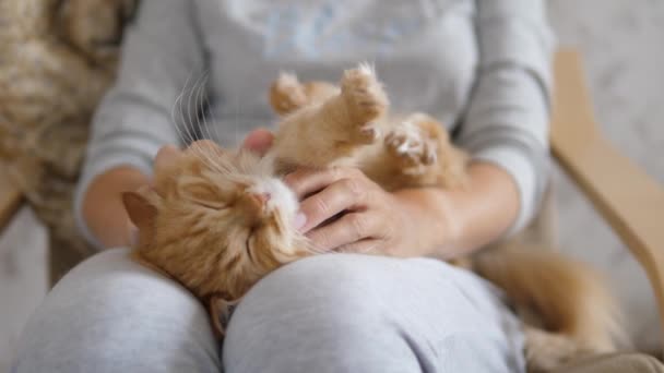 Mujer está acariciando lindo jengibre gato en sus rodillas. Mascotas esponjosas ronroneando de placer. Acogedora casa . — Vídeos de Stock