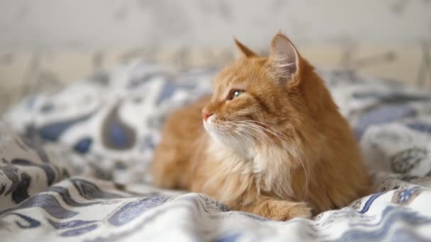 Lazy ginger cat sleeps in bed. Cute fluffy pet stares sleepily. Domestic animal has a nap on bed. — Stock Video