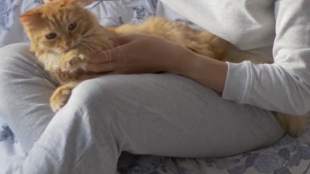 Vrouw zit in bed en snijdt de klauwen van schattige gember kattenschaar. Fluffy huisdier spinnen met plezier, dan weerstaat. 's Ochtends bedtijd in gezellig huis. — Stockvideo