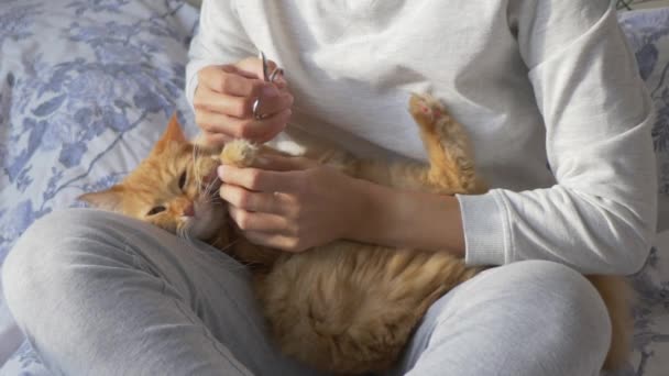 Mujer está acariciando lindo jengibre gato en la cama. Mascotas esponjosas ronroneando de placer. Mañana hora de acostarse en casa acogedora . — Vídeos de Stock