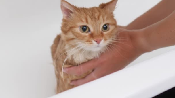 Mujer lava lindo jengibre gato. Fluffy mojado mascota maulla y trata de escapar de la bañera . — Vídeo de stock