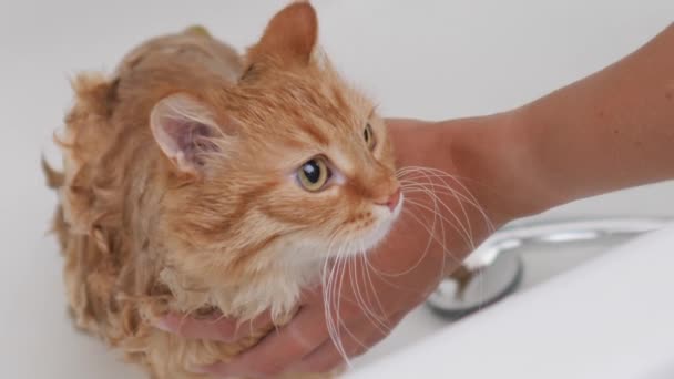 Woman washes cute ginger cat. Fluffy wet pet meows and tries to escape from bathtub. — Stock Video