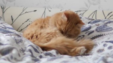 Tatlı kızıl kedi yatakta yalanıyor. Yumuşak evcil hayvan battaniyeye rahatça yerleşti. Konforlu ev.