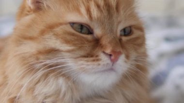 Kızıl kedinin yakın portresi. Pofuduk evcil hayvan uykulu uykulu bakıyor. Evcil hayvan yatakta kestiriyor..