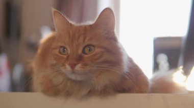 Meraklı kızıl kedi masada oturur. Yumuşak evcil hayvan dikkatli görünüyor. Tüylü evcil hayvan rahat evinde.