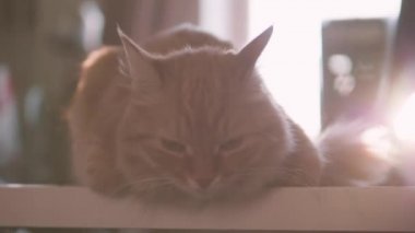 Kızgın kızıl kedi beyaz masada oturur. Yumuşak evcil hayvan rahatsız olmuş gibi görünüyor. Evdeki sevimli evcil hayvan..