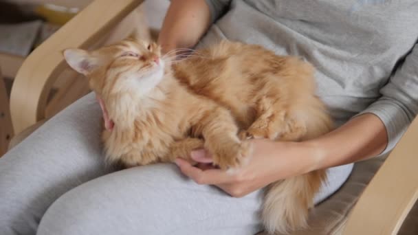 Mujer está acariciando lindo jengibre gato en sus rodillas. Mascotas esponjosas ronroneando de placer. Acogedora casa . — Vídeo de stock