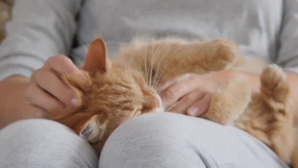 Μια γυναίκα χαϊδεύει μια γλυκιά κοκκινομάλλα γάτα στα γόνατά της. Χνουδωτό κατοικίδιο γουργουρίζει με ευχαρίστηση. Άνετο σπίτι.. — Αρχείο Βίντεο