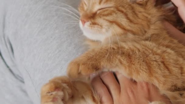Vrouw streelt schattige gember kat op haar knieën. Fluffy huisdier spinnen met plezier. Gezellig thuis. — Stockvideo