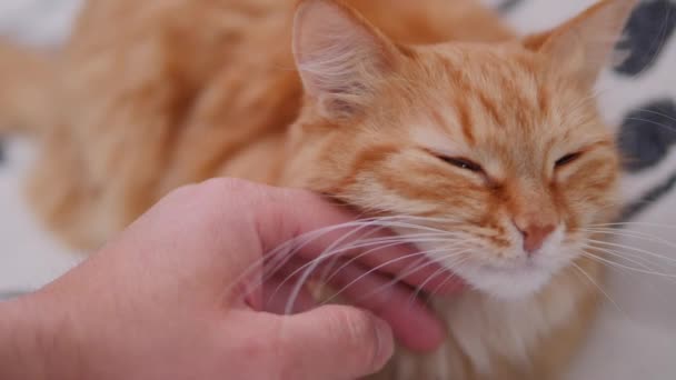 Man is stroking cute ginger cat on white couch. Fluffy pet purring with pleasure. Cozy home. — Stock Video