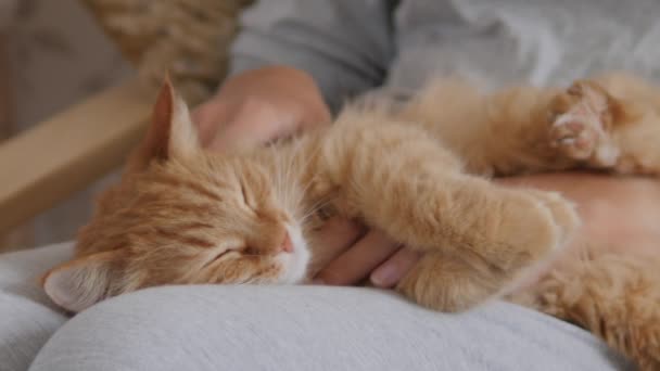 Kvinna smeker söt ingefära katt på knä. Fluffig sällskapsdjur spinner av glädje. Mysigt hem. — Stockvideo