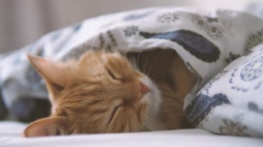 Tatlı kızıl kedi yatakta uyuyor. Yumuşak evcil hayvan rahatça battaniyenin altına yerleştirildi..