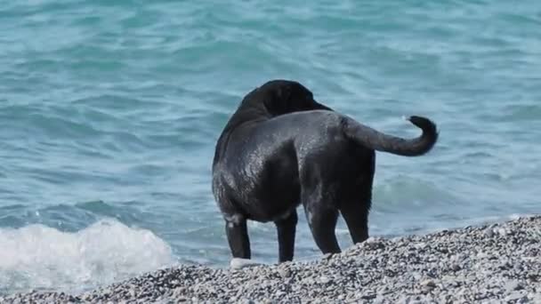 Schwarzer streunender Hund spielt mit Meereswellen am felsigen Strand der Wüste. Zeitlupe. — Stockvideo