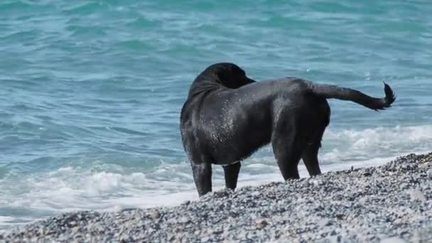 黒い野良犬は砂漠の岩のビーチで海の波で遊んでいます。スローモーション. — ストック動画