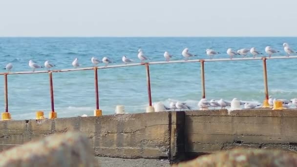 Deniz sörfü üzerinde paslı bir yapıda sıra sıra martılar. Beyaz deniz kuşları. Soçi, Rusya. — Stok video