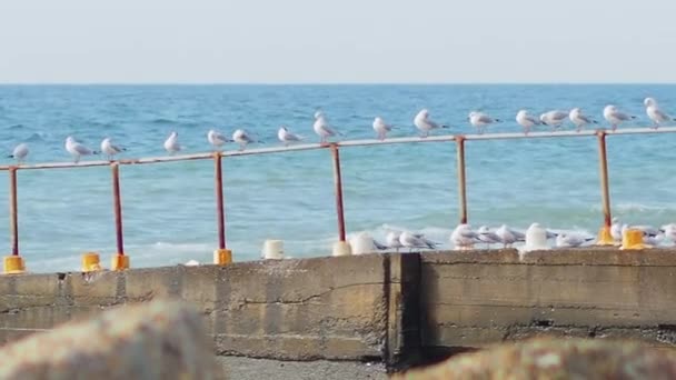 Fila de gaivotas em uma construção enferrujadasobre o mar surf. Pássaros marinhos brancos. Sochi, Rússia . — Vídeo de Stock