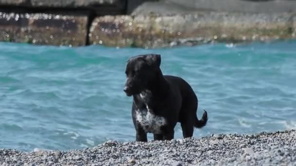 Cão vadio preto está brincando com ondas do mar na praia rochosa do deserto. Movimento lento . — Vídeo de Stock