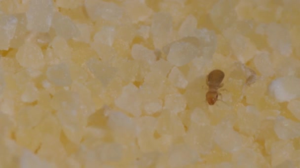 Pequeños escarabajos en sémola. Imágenes macro con insectos en los alimentos . — Vídeos de Stock