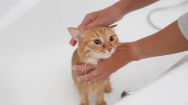 Kadın güzel zencefilli kedi yıkıyor. Yumuşak ıslak ev hayvanları miyavlıyor ve küvetten kaçmaya çalışıyor..