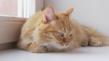 Pencerenin pervazında duran sevimli kızıl kedi. Pofuduk evcil hayvan dışarıda yürümeden evde karantinada oturuyor. Yavaş çekim.