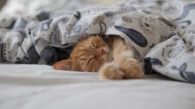 Tatlı kızıl kedi yatakta uyuyor. Yumuşak evcil hayvan rahatça battaniyenin altına yerleştirildi..