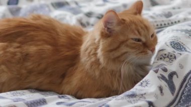 Tatlı kızıl kedi yatakta uyuyor. Yumuşak evcil hayvan battaniyeye rahatça yerleşti. Konforlu ev.