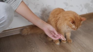 Kadın sevimli kızıl kediye bir parça çiğ et veriyor. Pofuduk evcil hayvan rahat evinde yerde oturuyor..