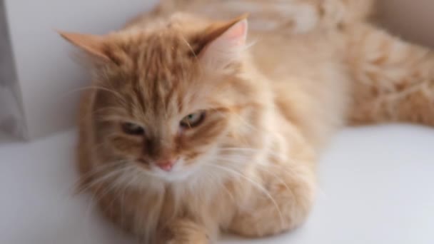 Aranyos vörös macska fekszik az ablakpárkányon. Bolyhos kisállat otthon ül a karanténban anélkül, hogy kisétálna. Lassú mozgás.. — Stock videók