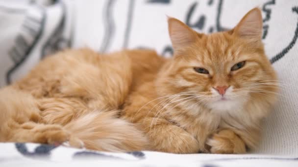Χαριτωμένη κοκκινομάλλα γάτα έχει έναν υπνάκο σε λευκό καναπέ. Χνουδωτό κατοικίδιο γουργουρίζει με ευχαρίστηση. Άνετο σπίτι.. — Αρχείο Βίντεο