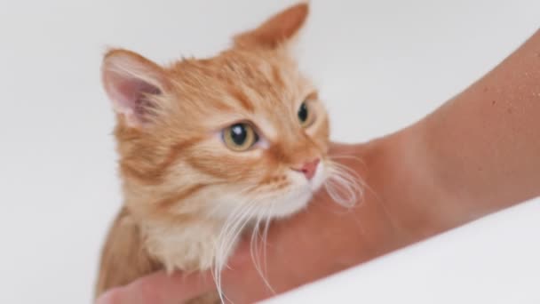 Mujer lava lindo jengibre gato. Fluffy mojado mascota maulla y trata de escapar de la bañera . — Vídeo de stock