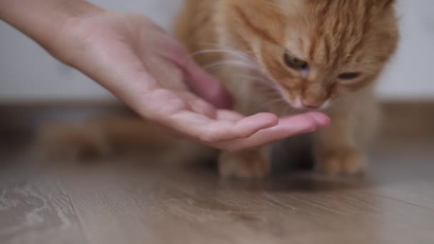 Lindo gato jengibre lame la mano de las mujeres. Fluffy mascota se sienta en el suelo en casa acogedora . — Vídeo de stock