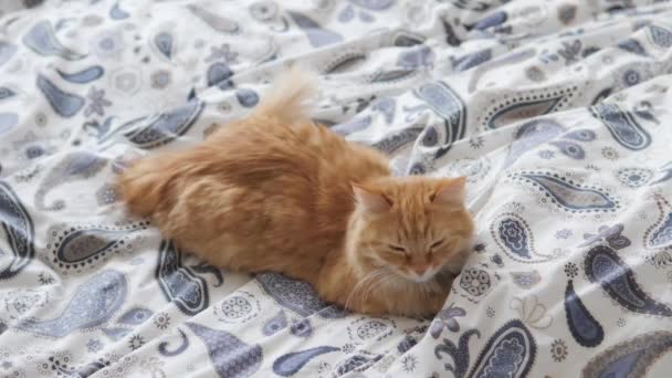 Leuke gember kat slaapt in bed. Fluffy huisdier comfortabel geregeld op deken. Gezellig thuis. — Stockvideo