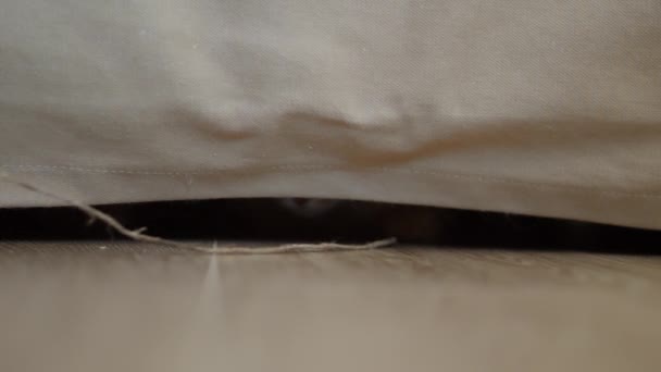 Gato de gengibre bonito brinca com corda natural. O animal de estimação fofo encontra-se sob o sofá e captura o fio com a pata. Animal brincalhão . — Vídeo de Stock