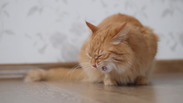 Aranyos vörös macska szaglászik a padlón, és nyalja magát. Bolyhos kisállat kényelmes otthon. — Stock videók