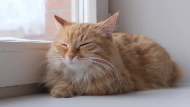 Lindo gato jengibre acostado en el alféizar. Fluffy mascota se sienta en casa en cuarentena sin salir a caminar. Movimiento lento . — Vídeos de Stock