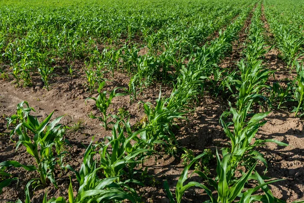 Champ Agricole Entièrement Semé Maïs Jeunes Plants Maïs Dans Champ — Photo