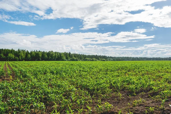 Champ Agricole Entièrement Semé Maïs Jeunes Plants Maïs Dans Champ — Photo